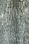 Valley Oak bark