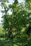 Valley Oaks