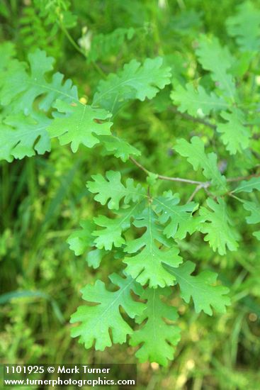 Quercus lobata