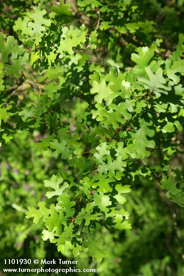 Quercus lobata