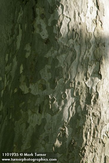 Platanus racemosa