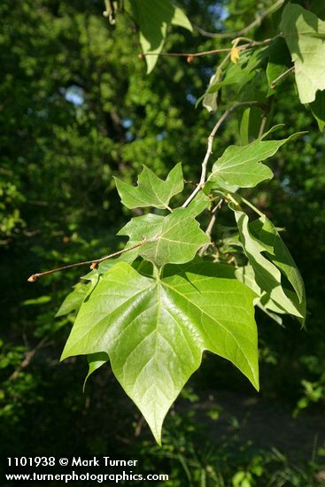 Platanus racemosa