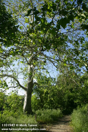 Platanus racemosa