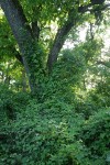California Grape, California Manroot, Poison-oak climbing Valley Oak