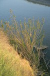 Mule-fat at edge of Stoney Creek