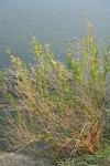 Mule-fat at edge of Stoney Creek