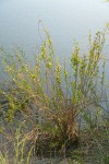 Mule-fat at edge of Stoney Creek
