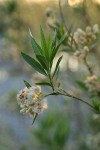 Mule-fat blossoms, foliage & fruit