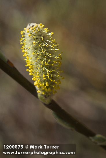 Salix hookeriana