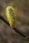 Hooker's Willow (Coast Willow) male ament detail