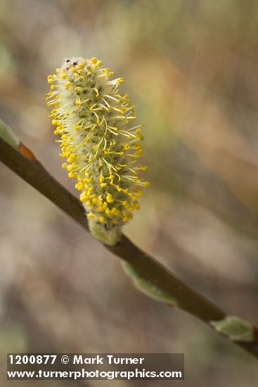 Salix hookeriana