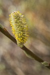 Hooker's Willow (Coast Willow) male ament detail