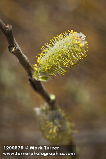 Salix hookeriana