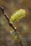 Hooker's Willow (Coast Willow) male ament detail