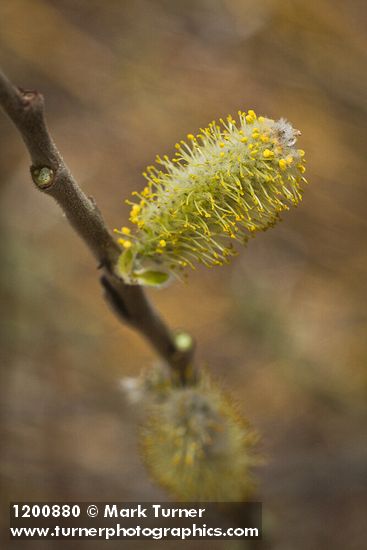 Salix hookeriana