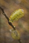 Hooker's Willow (Coast Willow) male ament detail