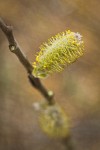 Hooker's Willow (Coast Willow) male ament detail