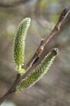 Hooker's Willow (Coast Willow) female aments detail