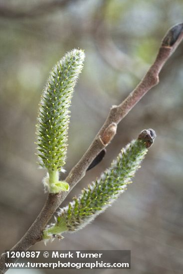 Salix hookeriana