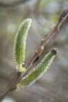 Hooker's Willow (Coast Willow) female aments detail