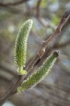 Hooker's Willow (Coast Willow) female aments detail