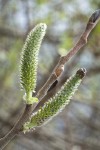 Hooker's Willow (Coast Willow) female aments detail