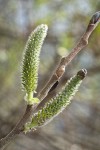 Hooker's Willow (Coast Willow) female aments detail