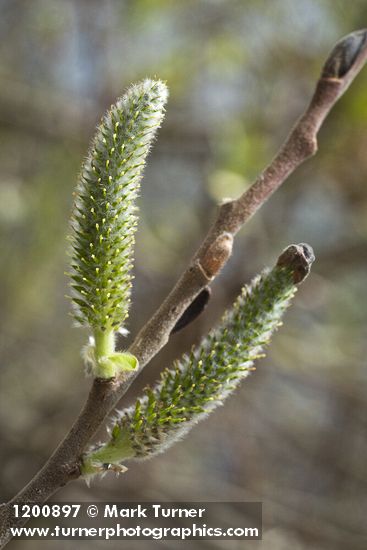 Salix hookeriana
