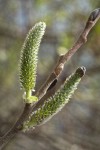 Hooker's Willow (Coast Willow) female aments detail