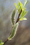 Hooker's Willow (Coast Willow) female aments detail