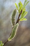 Hooker's Willow (Coast Willow) female aments detail