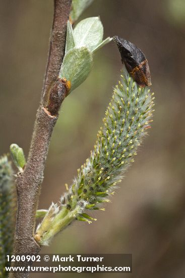 Salix hookeriana