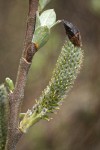 Hooker's Willow (Coast Willow) female aments detail