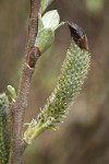 Hooker's Willow (Coast Willow) female aments detail