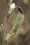 Hooker's Willow (Coast Willow) female aments detail