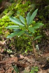 Spurge Laurel