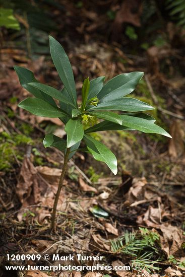 Daphne laureola