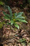 Spurge Laurel