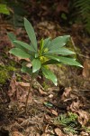 Spurge Laurel