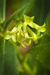 Spurge Laurel blossoms detail