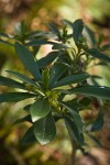 Spurge Laurel blossoms & foliage