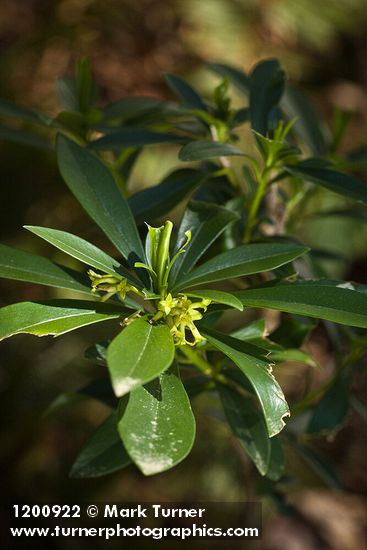 Daphne laureola