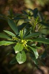 Spurge Laurel blossoms & foliage