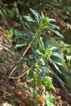 Spurge Laurel