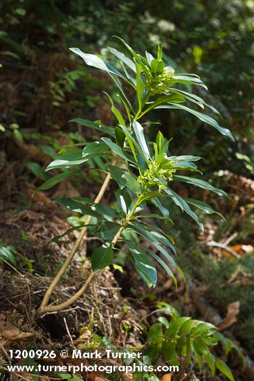 Daphne laureola