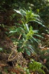 Spurge Laurel