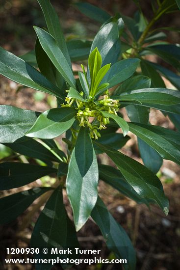 Daphne laureola