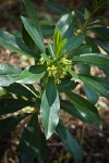 Spurge Laurel blossoms & foliage w/ immature fruit