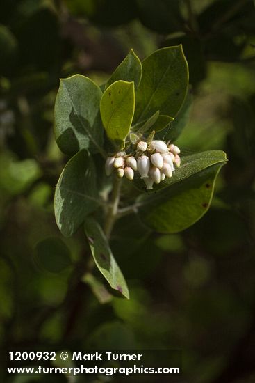 Arctostaphylos columbiana