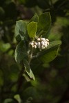 Hairy Manzanita blossoms & foliage